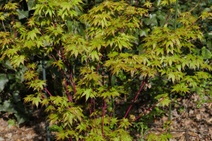 Acer palmatum sangokaku or senkaki     